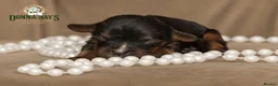 Cavalier King Charles Spaniel dogs for sale: Donna Jays Petite Cavaliers 🌟🌟🌟🌟🌟 - Advert 17