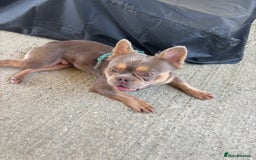 French Bulldog dogs for stud: Fluffy French bulldog (lion Maine) - Image 2