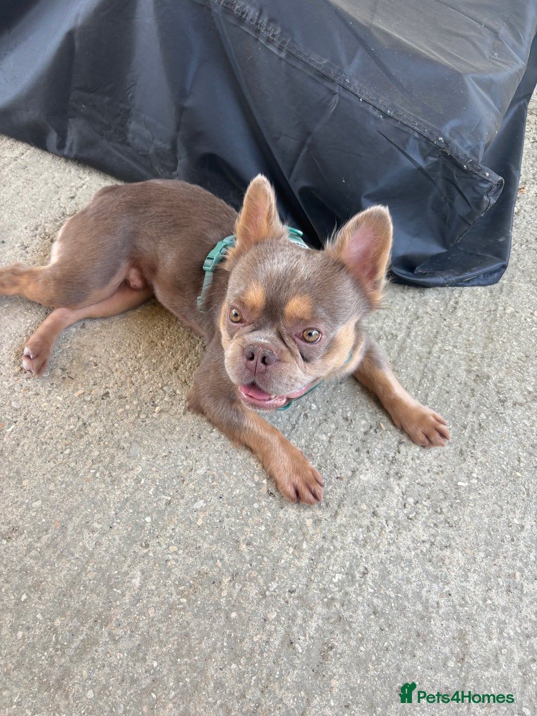 French Bulldog dogs for stud: Fluffy French bulldog (lion Maine) - Image 2