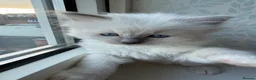 Ragdoll cats for sale: Perfect Blue Point Ragdoll kittens. - Advert 11