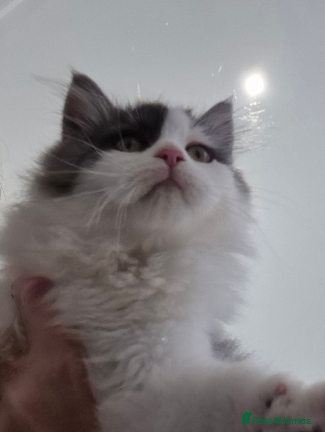 Mixed Breed cats for sale: Your best friend to be READY TO GO - Image 3