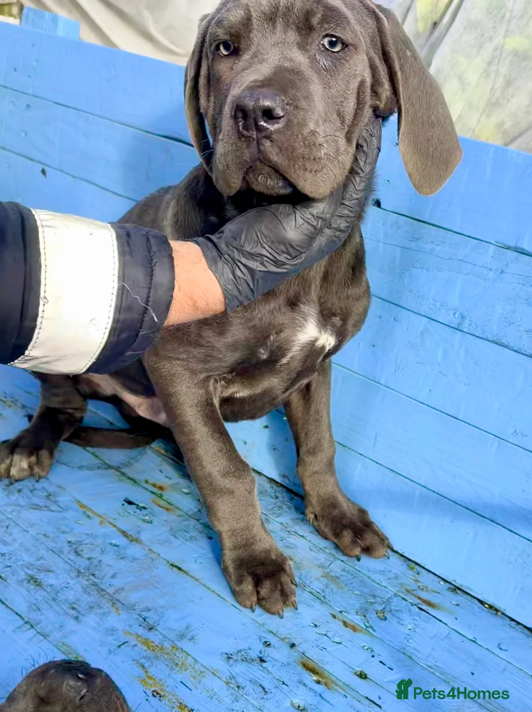 Cane Corso dogs for sale: Beautiful Cane Corso puppies available - Advert 7