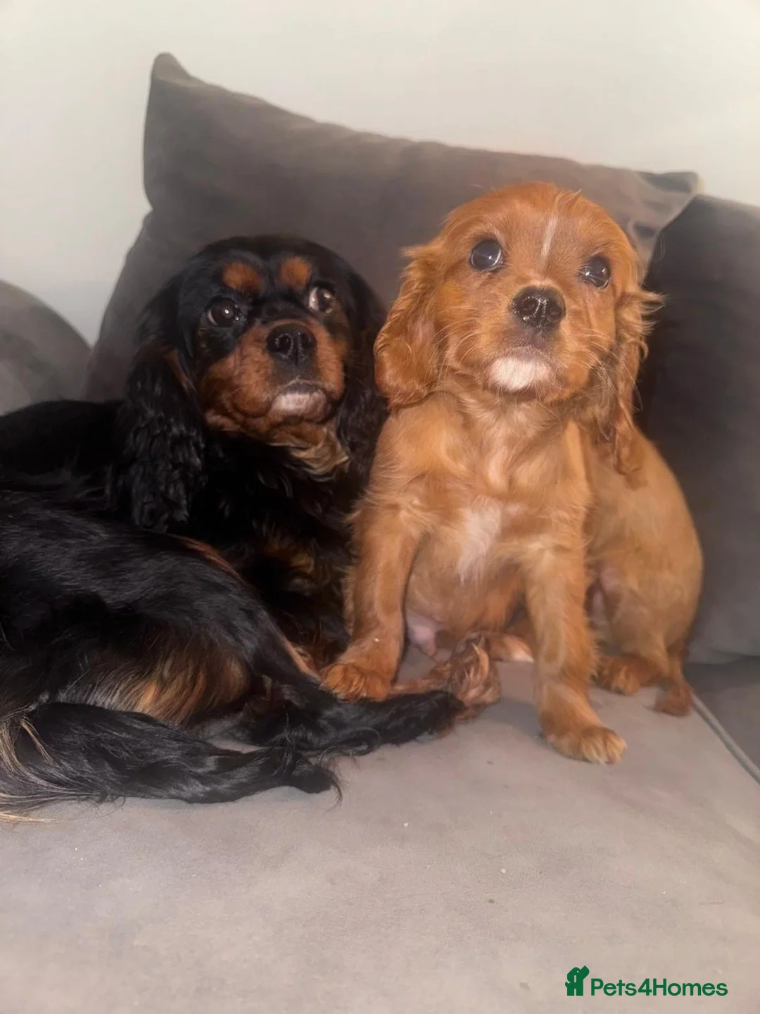 Cavalier King Charles Spaniel dogs for sale: Cavalier King Charles Puppies - Advert 6