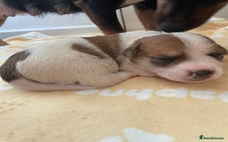 Mixed Breed dogs for sale: Jack chi puppies  - Image 7