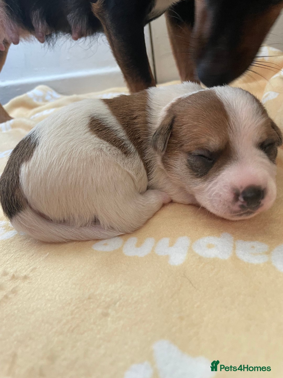 Mixed Breed dogs for sale: Jack chi puppies  - Image 7