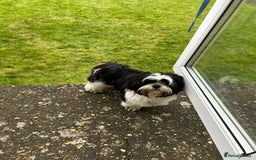Lhasa Apso dogs for stud: KC registered PRA4 clear Lhasa apso for stud in Northampton - Image 9