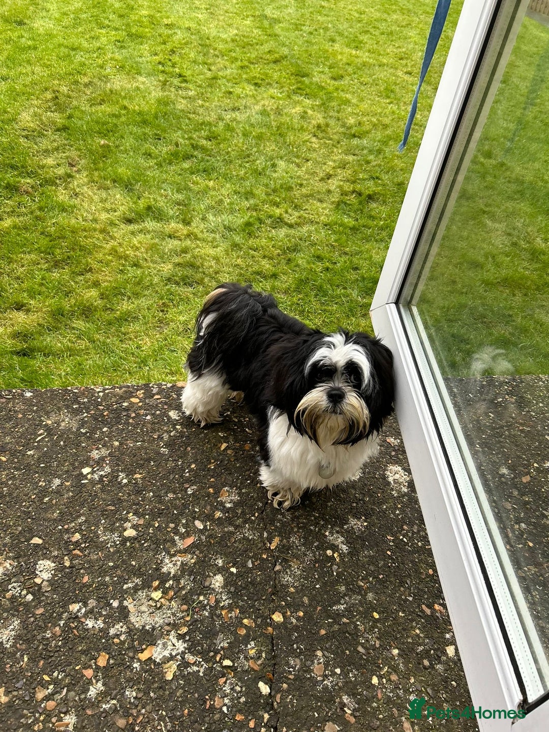 Lhasa Apso dogs for stud: KC registered PRA4 clear Lhasa apso for stud in Northampton - Image 9