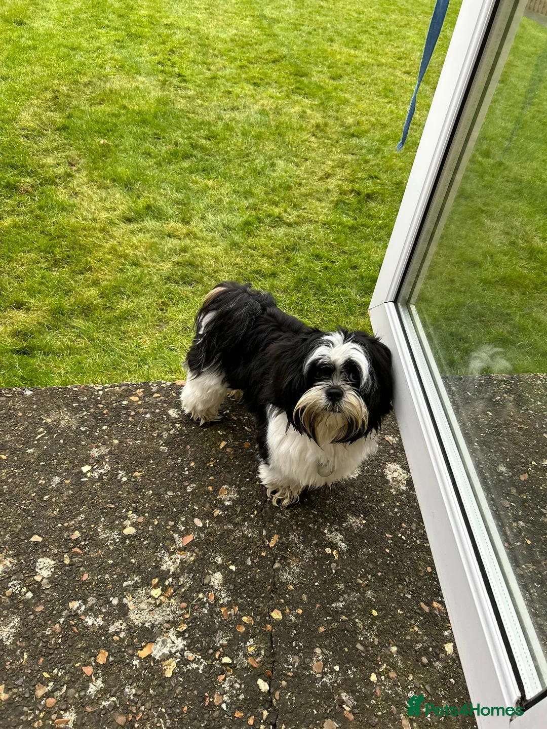 Lhasa Apso dogs for stud: KC registered PRA4 clear Lhasa apso for stud in Northampton - Advert 9