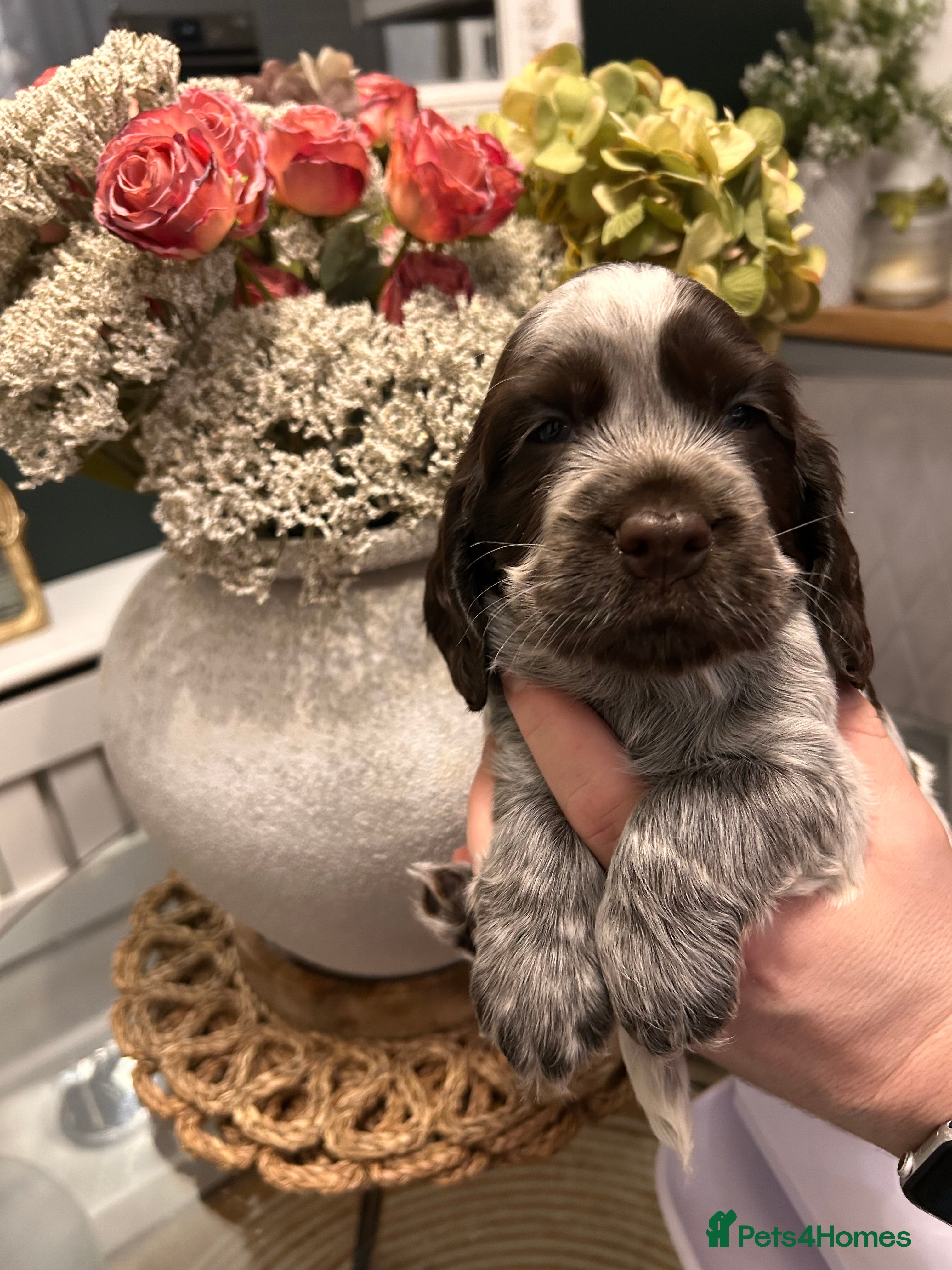 Cocker Spaniel dogs Cocker Spaniel Puppies * One Girl Remaining * - Advert 14