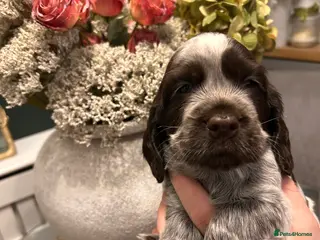 Cocker Spaniel dogs Cocker Spaniel Puppies * One Girl Remaining * - Advert 14