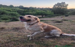 Golden Retriever dogs for sale: 🐾Three stunning golden retriever puppies. 🐾 - Image 21