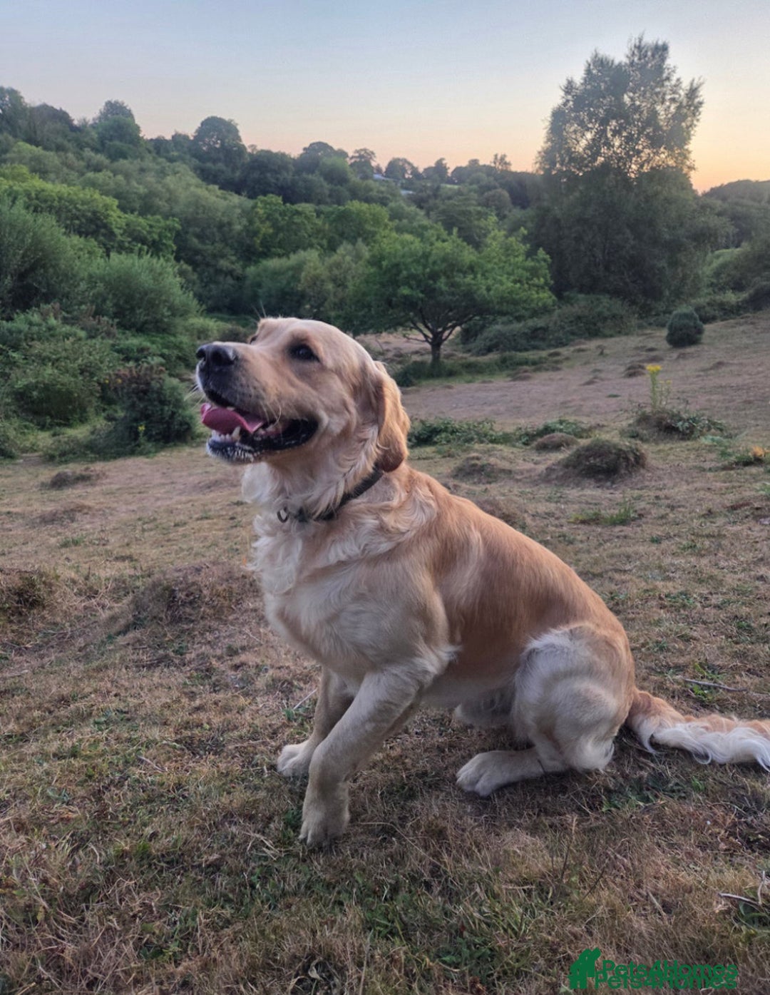 Golden Retriever dogs for sale: 🐾Three stunning golden retriever puppies. 🐾 - Image 21