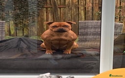 Staffordshire Bull Terrier dogs for sale: 3 year old female red staffie  - Image 3