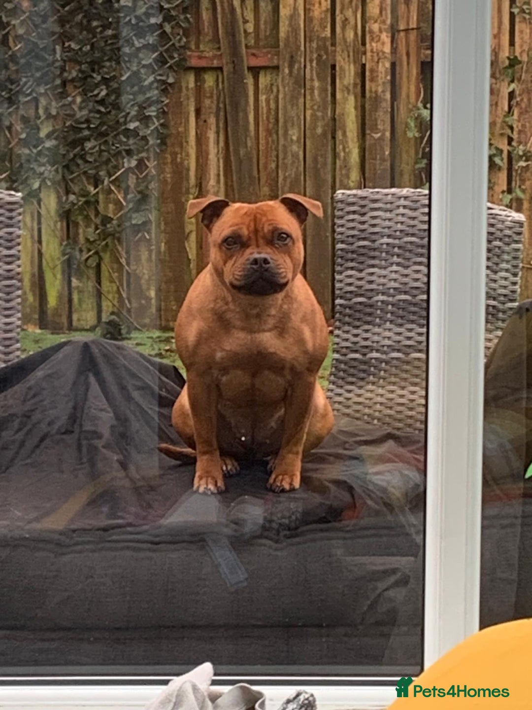 Staffordshire Bull Terrier dogs for sale: 3 year old female red staffie  - Image 3