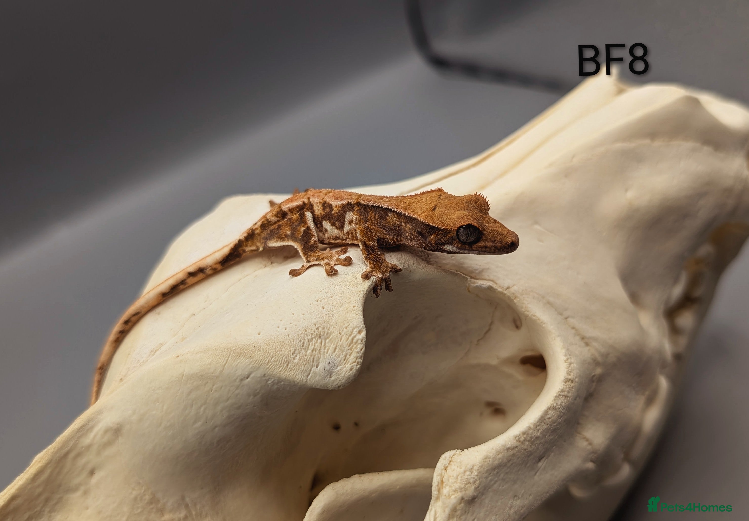 Gecko reptiles Red Tri Colour Lily White Crested Gecko CB25  - Advert 20