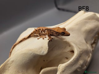 Gecko reptiles - Advert 19