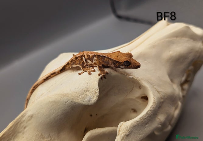 Gecko reptiles - Advert 3