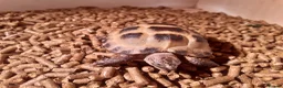 Tortoise reptiles for sale: 15-Month baby Female Horsefield Tortoise - Advert 7