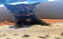 Mixed Breed cats for sale: Kittens for sale  - Image 19