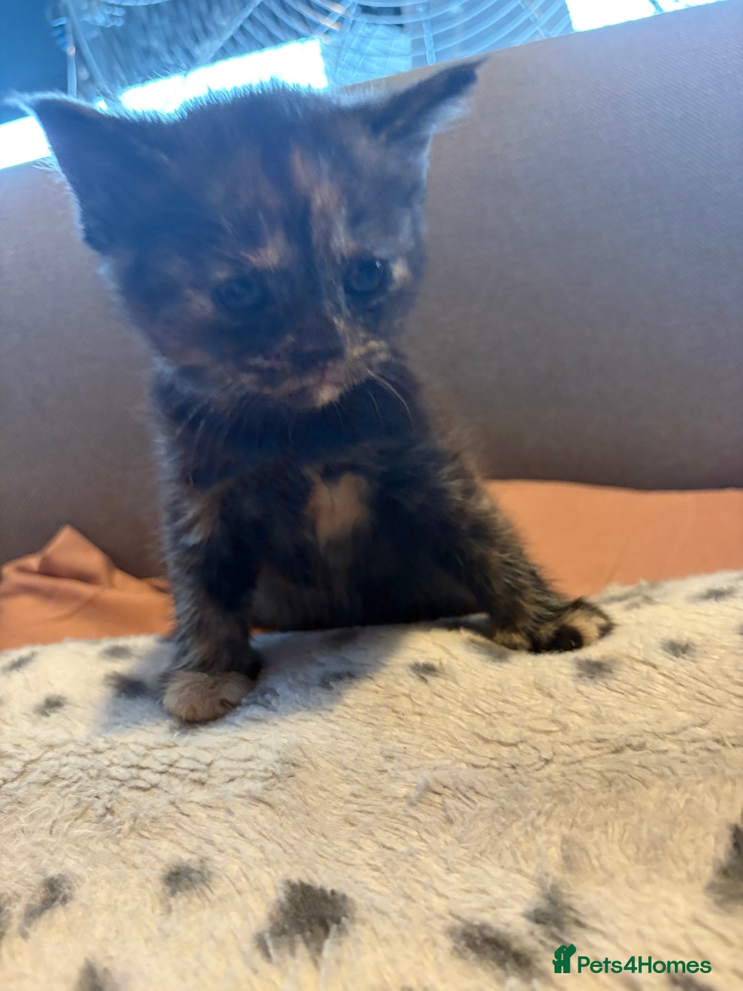 Mixed Breed cats for sale: Kittens for sale  - Image 19