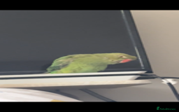 Parrots birds for sale: Indian ringneck - Advert 3