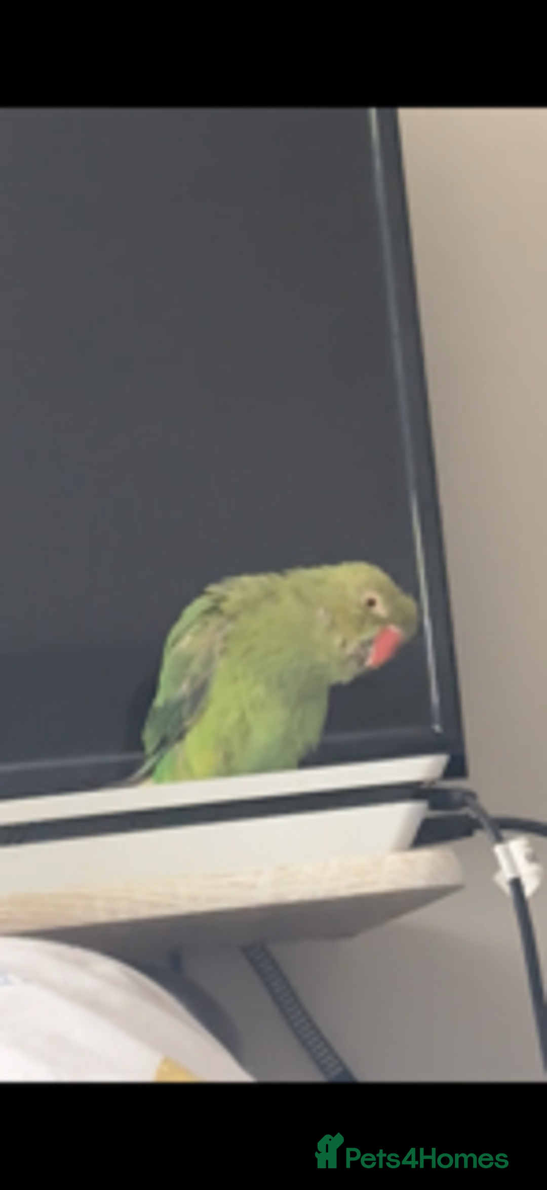 Parrots birds for sale: Indian ringneck - Advert 3