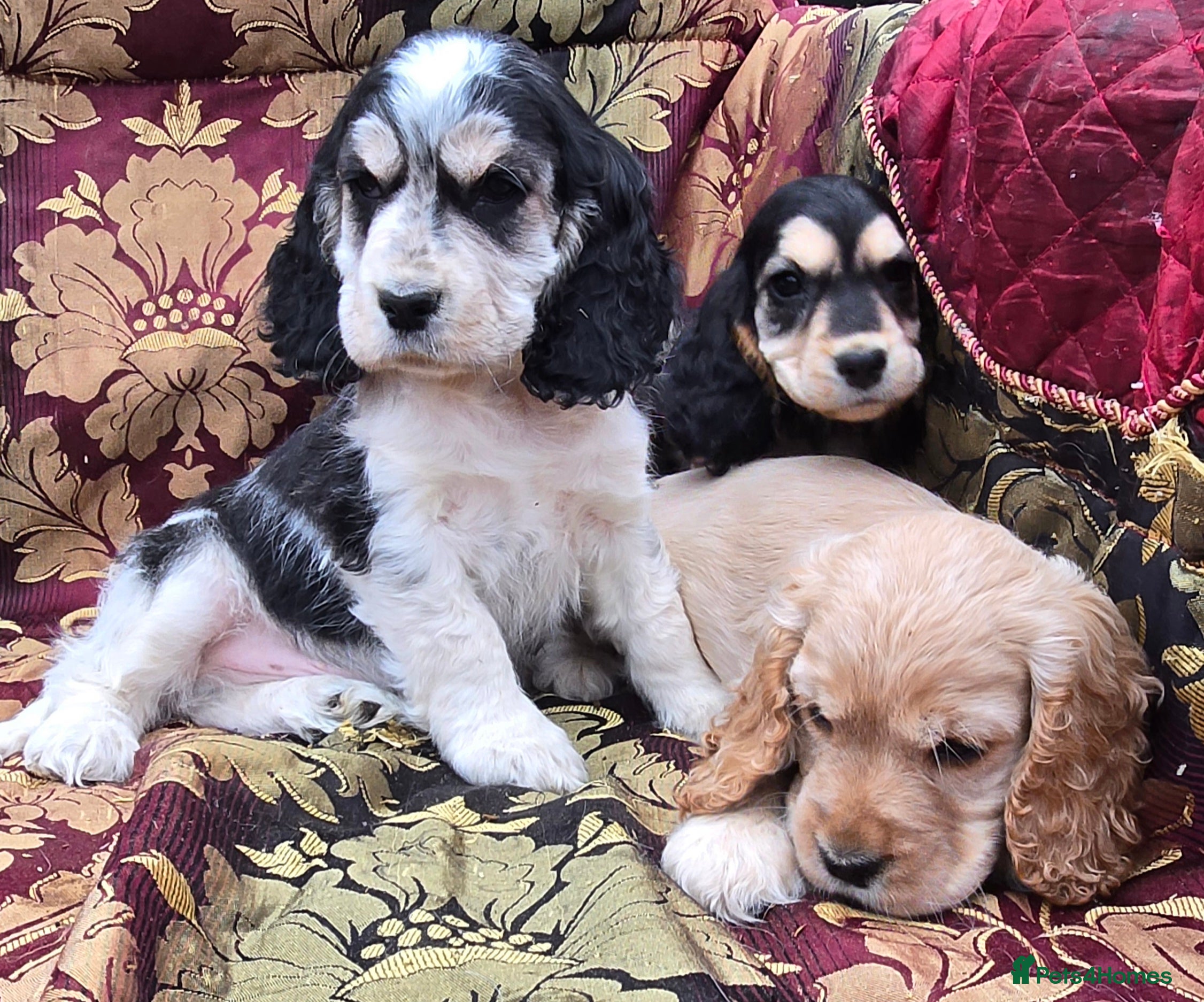 Cocker Spaniel dogs Stunning litter of cocker spaniel pups ready now. - Advert 3