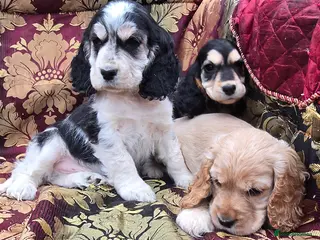 Cocker Spaniel dogs Stunning litter of cocker spaniel pups ready now. - Advert 3