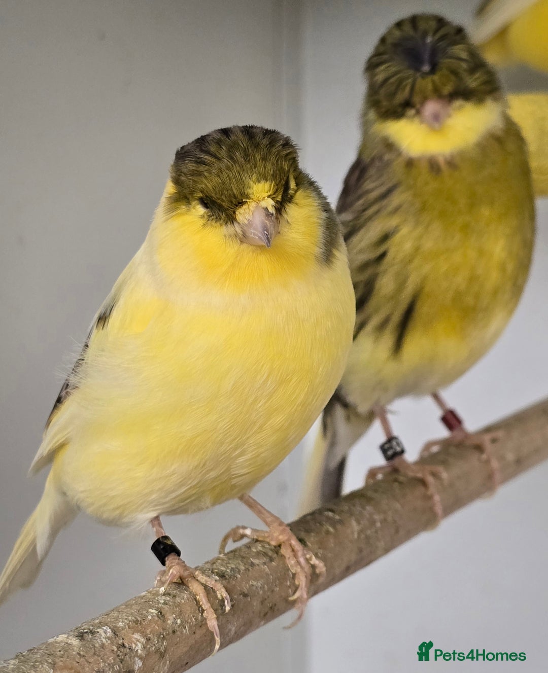 Canaries birds for sale: Gorgeous cute canaries available now!!! - Advert 1