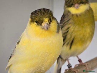 Canaries birds Gorgeous cute canaries available now!!! - Advert 1