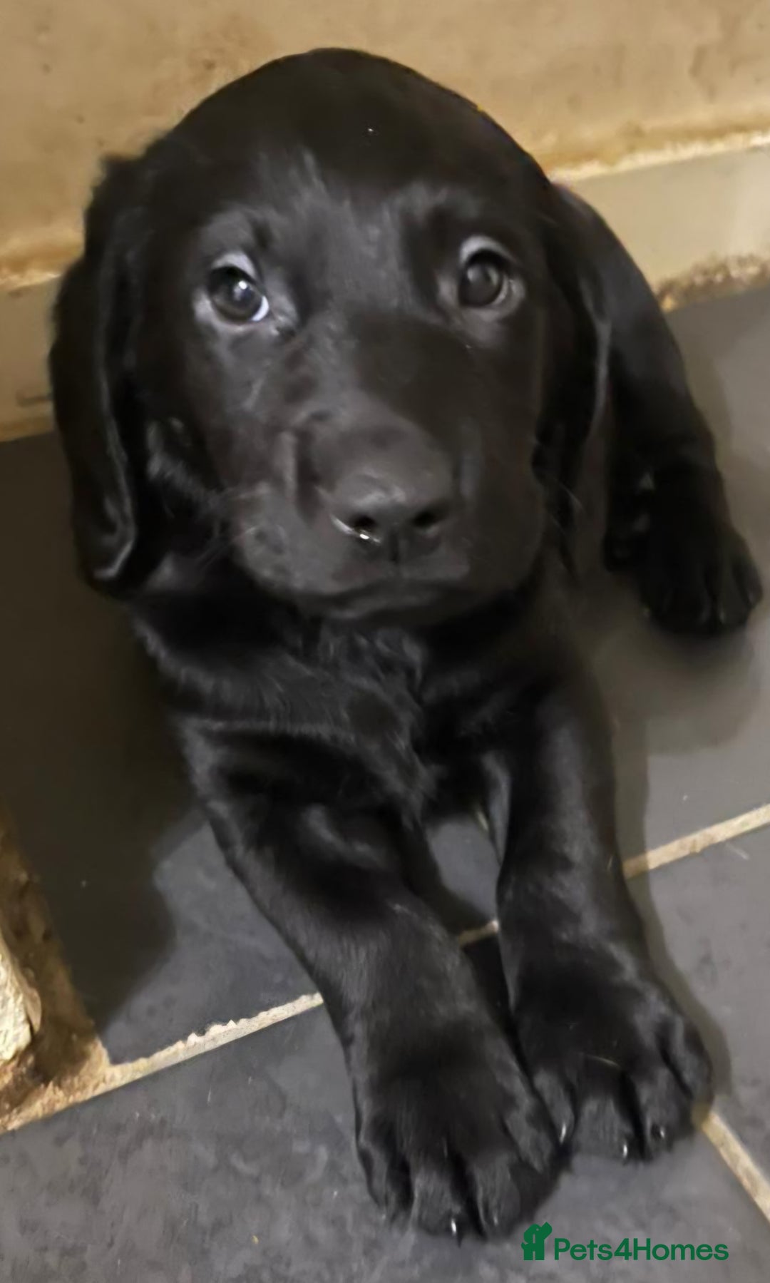 Labrador Retriever dogs for sale: PUPPIES 🐶 🐾  - Advert 21