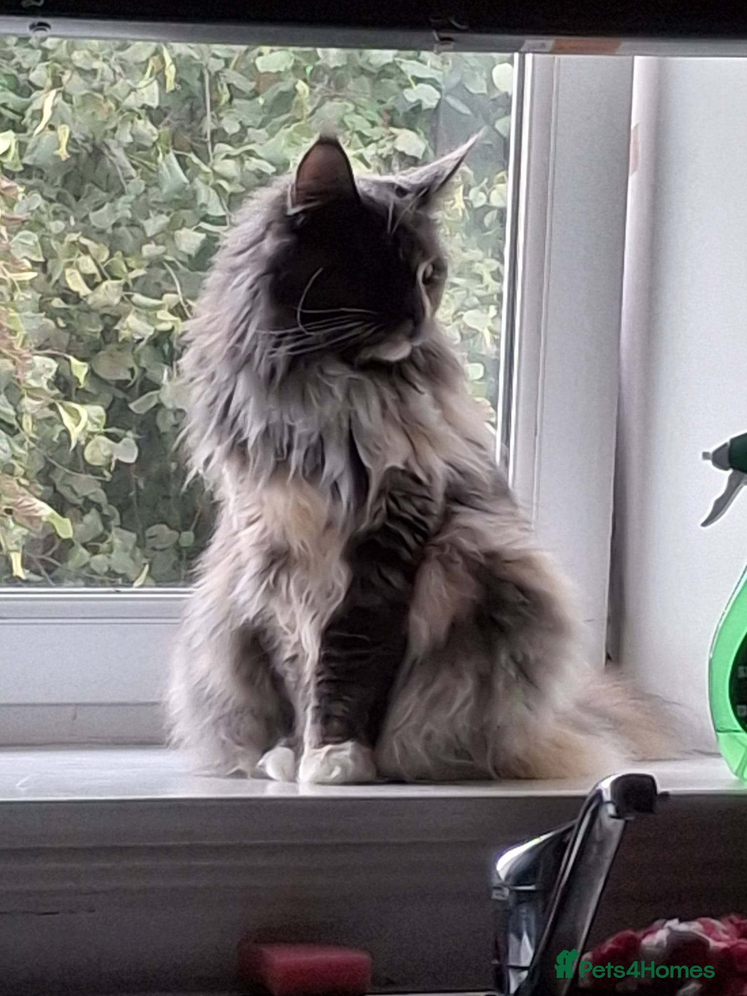 Maine Coon cats Female Maine Coon - Advert 4