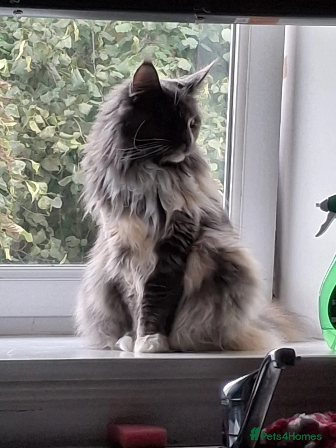 Maine Coon cats for sale: Female Maine Coon - Advert 1