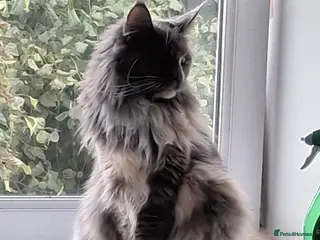 Maine Coon cats Female Maine Coon - Advert 4