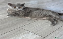 British Shorthair cats for sale: British Shorthair Black - Image 2