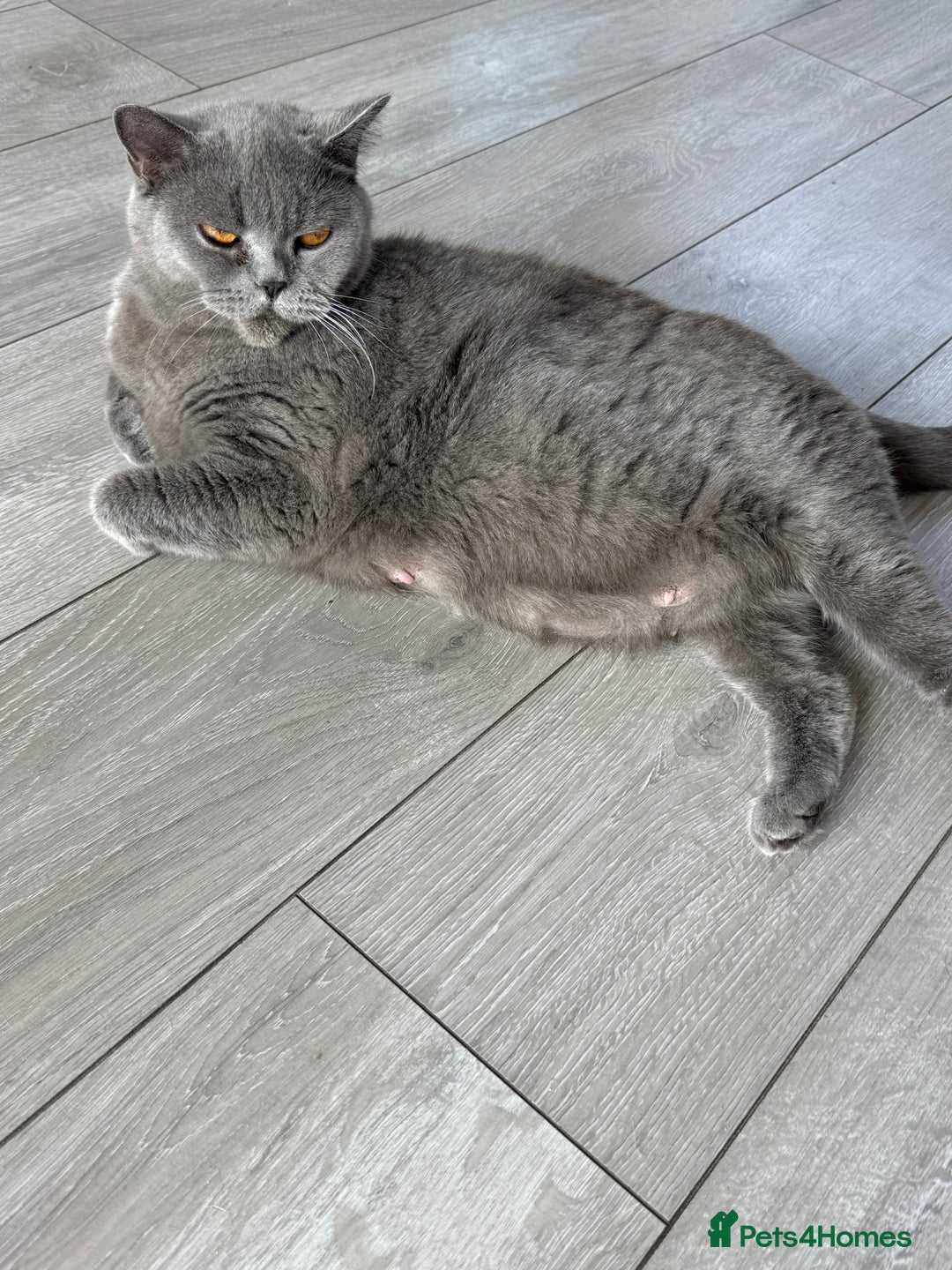 British Shorthair cats for sale: British Shorthair Black - Image 2