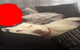 American Bulldog dogs for stud: Lovely amazing dog - Image 2