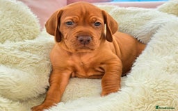 Hungarian Vizsla dogs for sale: Adorable vizsla puppies, exceptional pedigree - Image 10