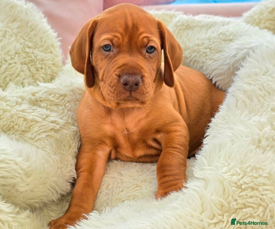 Hungarian Vizsla dogs for sale: Adorable vizsla puppies, exceptional pedigree - Image 10