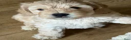 Cockapoo dogs for sale: Litter of 5 beautiful F1 cockapoos  - Advert 1