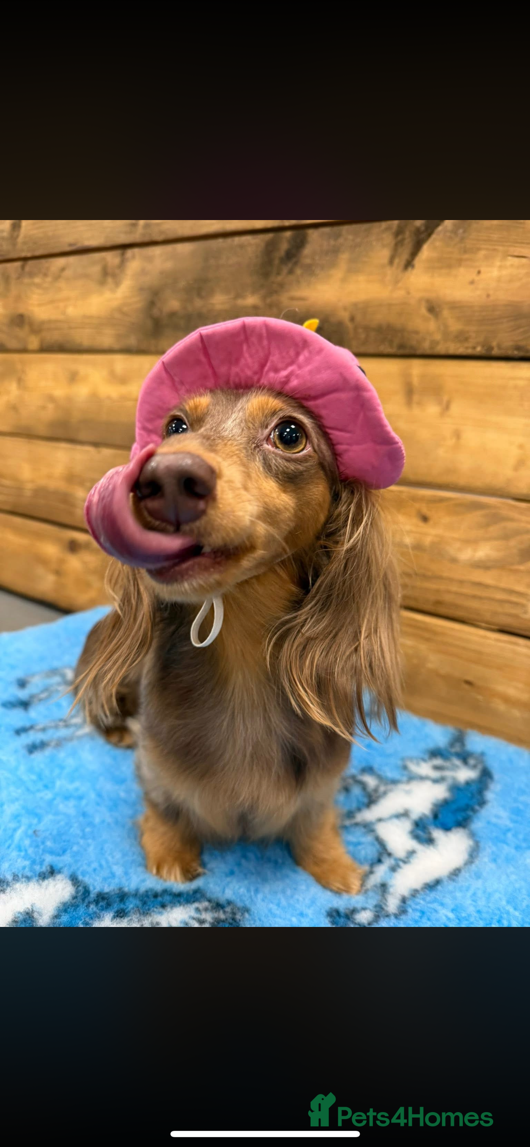 Miniature Dachshund dogs for sale: PRICE REDUCED Cute long hair chocolate dachshunds  - Advert 32