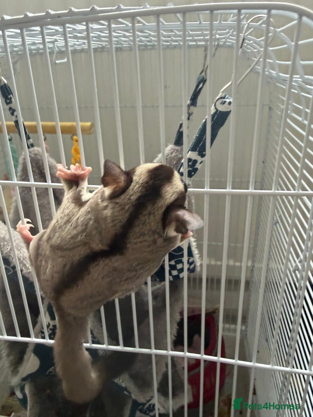 Sugar Glider rodents for sale: White and grey sugar glider - Advert 4