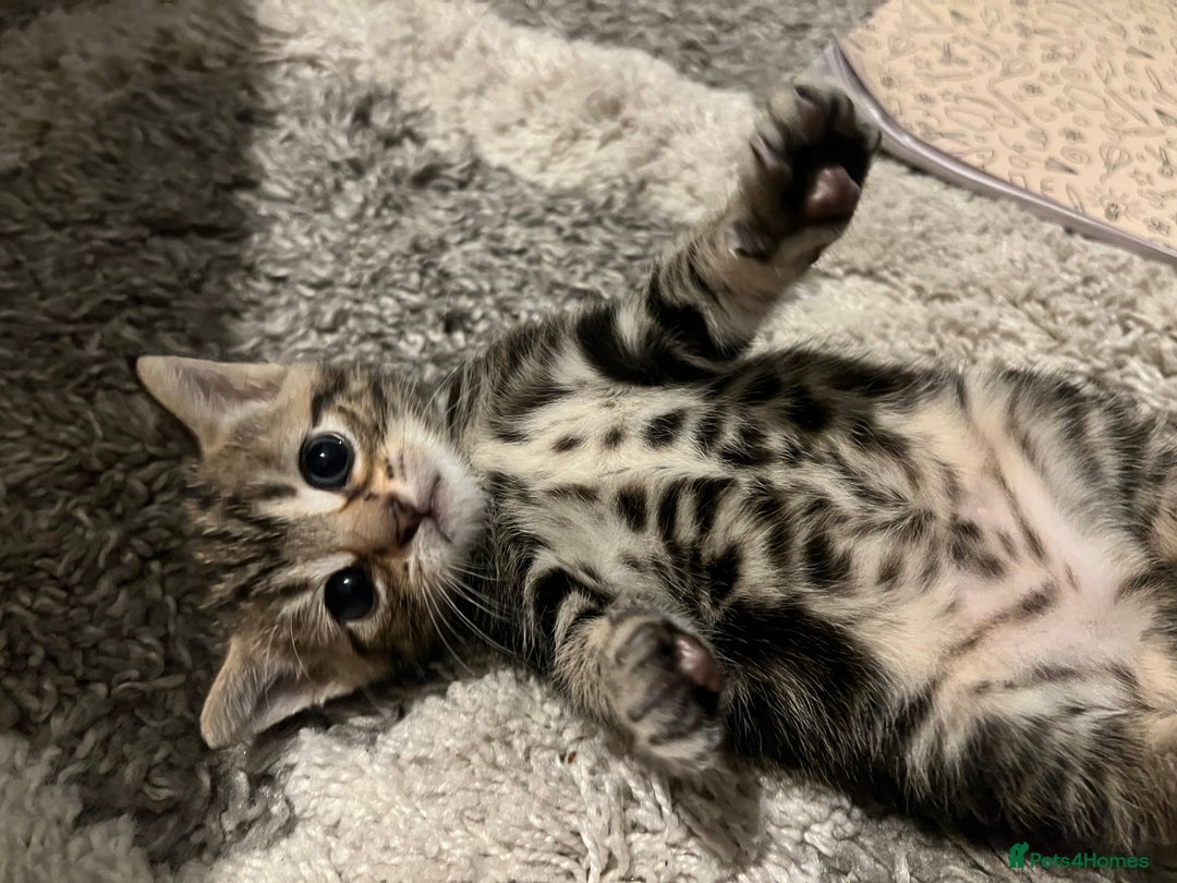 British Shorthair cats for sale: Bengal/Russian Blue/British short hair  - Image 1
