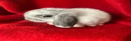 Mini Lop rabbits for sale: Gorgeous Pure Mini Lop Rabbits  - Advert 2