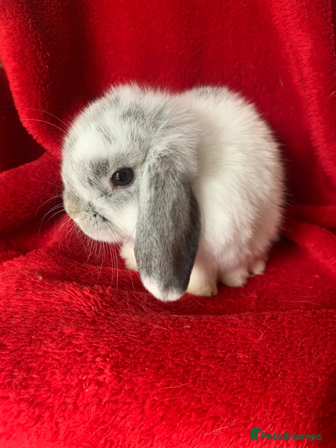 Mini Lop rabbits for sale: Gorgeous Pure Mini Lop Rabbits  - Advert 2
