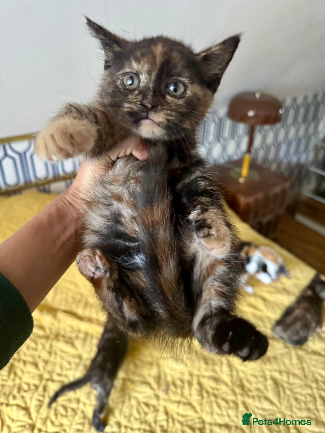 British Shorthair cats for sale: Pure British Shorthair Kittens Ready Now! - Image 11