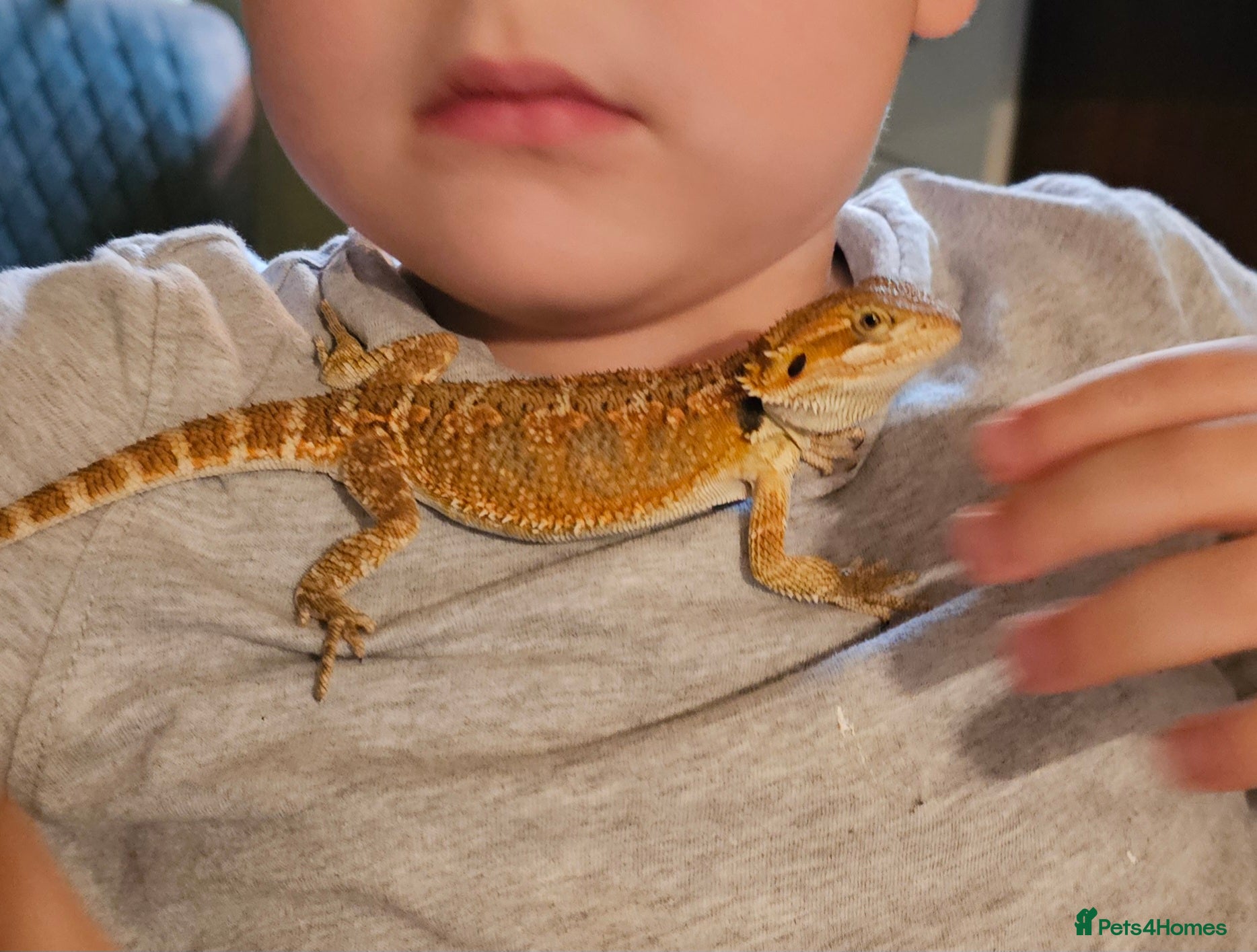 Bearded Dragon reptiles for sale: Nacho the Beardie in Leicester - Advert 1
