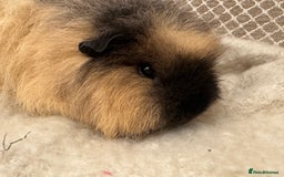 Guinea Pig rodents for sale: Various Swiss Guinea Pigs - Advert 4