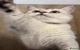 British Shorthair cats for sale: Rare polar-coloured(light silver/blonde)coat - Advert 4