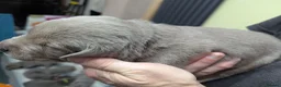 Labrador Retriever dogs for sale: Silver Labrador  - Advert 25